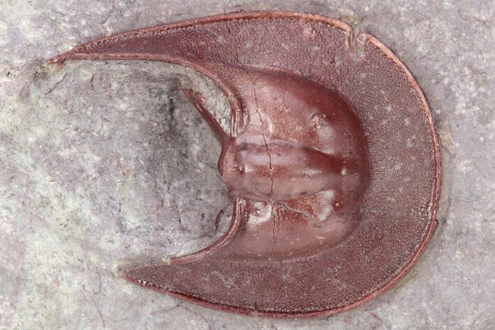 Partial, Red Harpes Trilobite - Hmar Laghdad, Morocco #222430